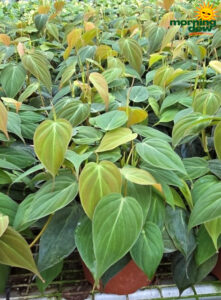 Philodendron Micans 6 in