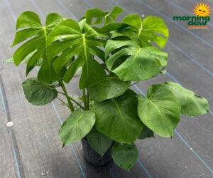 Philodendron Monstera Deliciosa 8 in