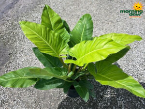 Philodendron Moonlight 10 in