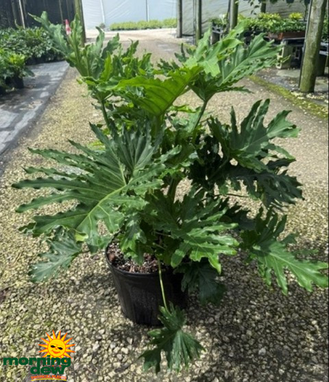 Philodendron Selloum Hope 14 in