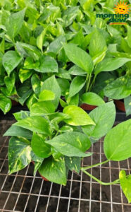 Pothos Golden 4 in