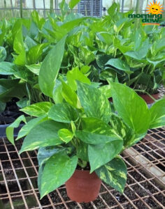 Pothos Golden 4 in