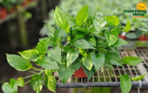 Pothos Golden 6 in