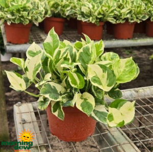 Pothos Pearls & Jade 6 in