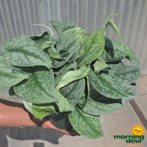 Pothos Silver Satin 6 in