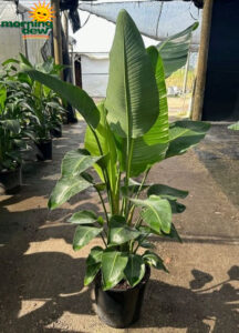 Strelitzia Nicolai White Bird 14 in