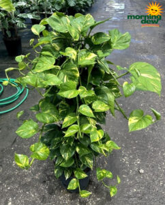Totem Pothos Golden 10 in