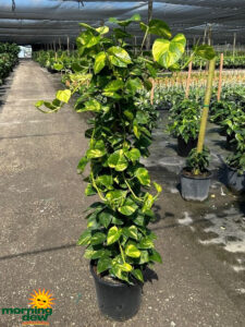 Totem Pothos Golden 14 in