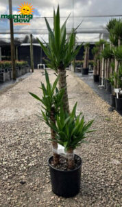 Yucca Cane 321 10 in