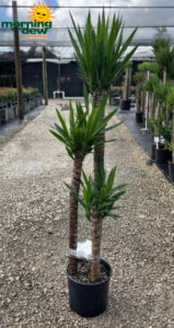 Yucca Cane 432 10 in