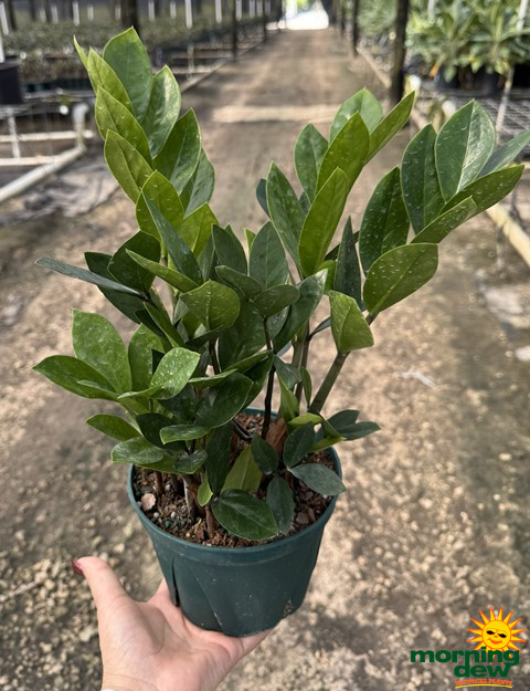 Zamioculcas Zamifolia 6 in