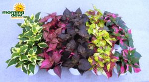 alternanthera assorted