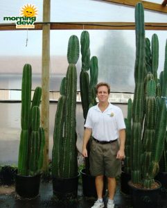 cereus peruvianus cactus