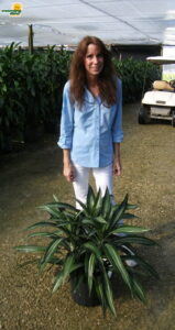 dracaena ulises
