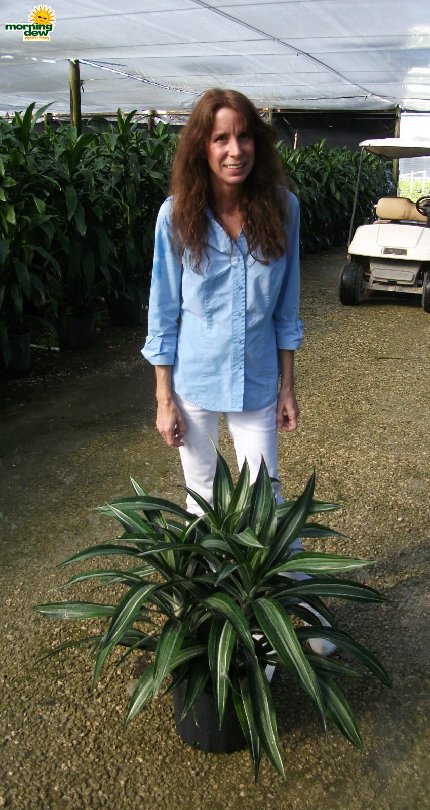 dracaena ulises