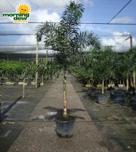 foxtail palm