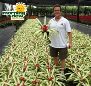 neoregelia ardie bromeliad