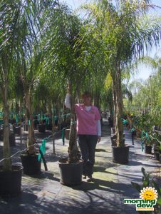 queen palm