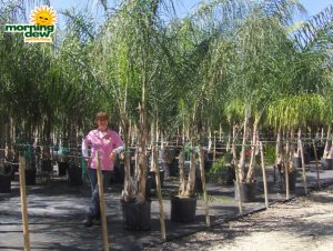 queen palm