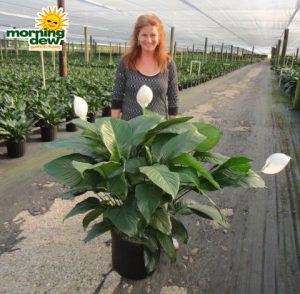 spathiphyllum figaro Peace Lily