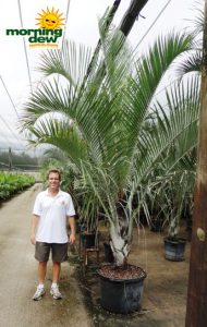 triangle palm
