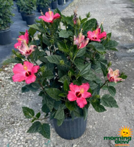 Flowering Hibiscus Bush Pink 12 in