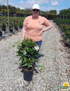 Mandevilla White