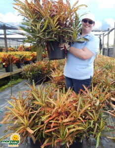 Croton Golden Bell