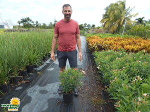 Oleander Bush Dwarf Salmon