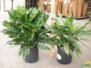 Aglaonema Gemini Sterling chinese evergreen