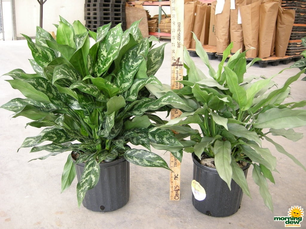 Aglaonema Gemini Sterling chinese evergreen