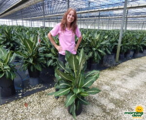Dieffenbachia Sterling dumb cane