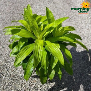 Dracaena Limelight 10 in