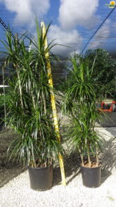 Dracaena Marginata Cutback Staggered dragon tree