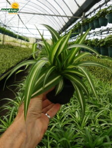 Spider Variegated