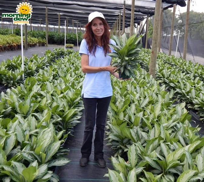 Aglaonema Silver Bay 6 in