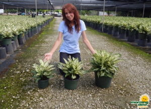 Aglaonema Spring Snow