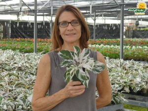 Calathea Fusion White