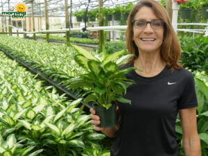 Dieffenbachia Camille 4 in