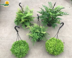 HB Fern Assorted 8 in