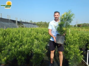 Podocarpus Maki 10 in