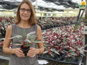 Stromanthe Triostar oyster plant