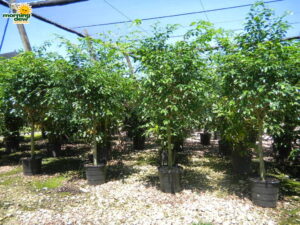 ficus wintergreen tree