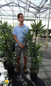 dracaena warneckii cane