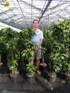 dracaena dorado cane