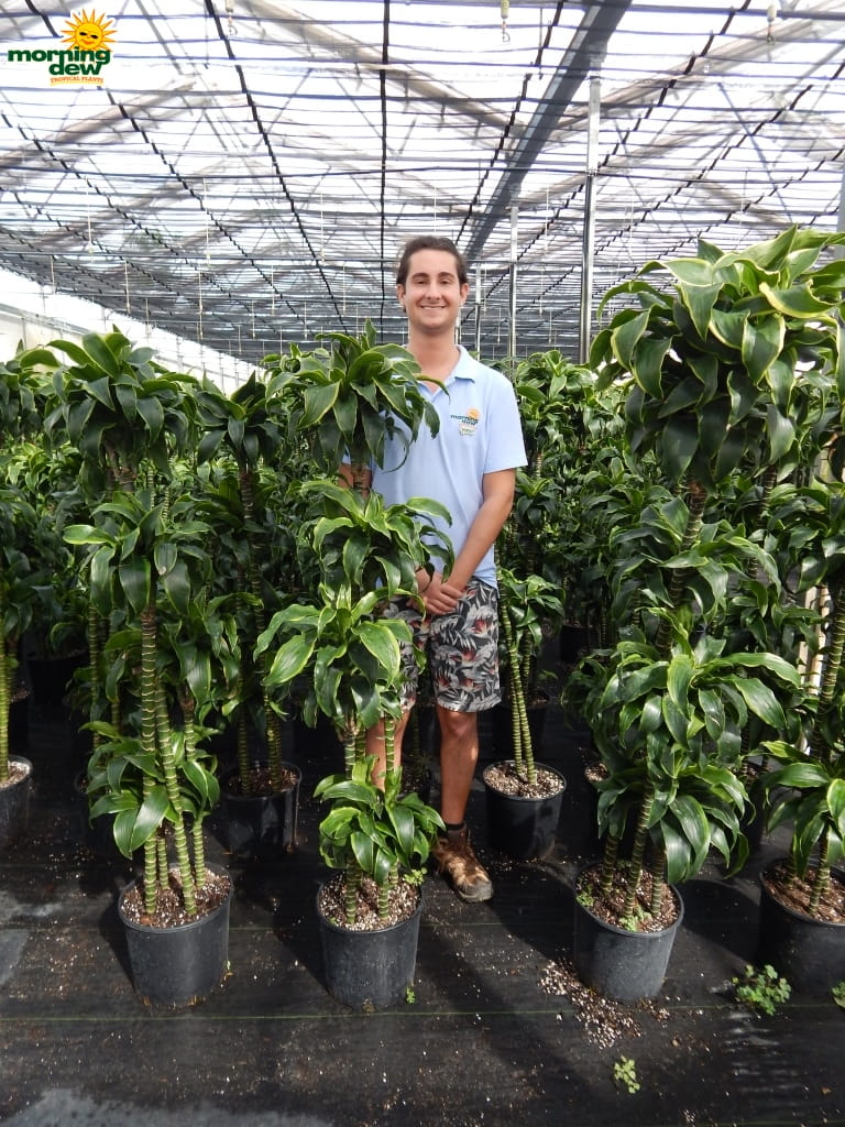 dracaena dorado cane