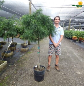 podocarpus gracilior weeping