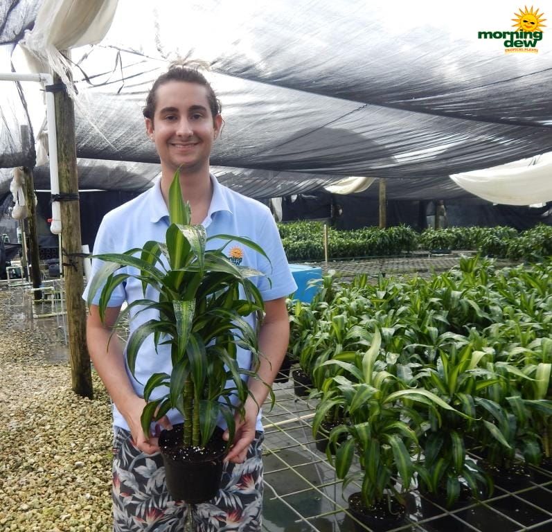 dracaena hawaiian sunshine cane