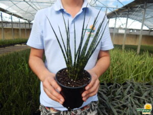 sansevieria fernwood