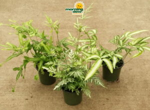 Fern Pteris Assorted 4 in